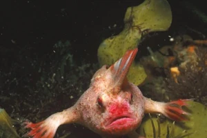 Phát hiện cá kỳ dị có tay, đi bộ dưới đáy biển