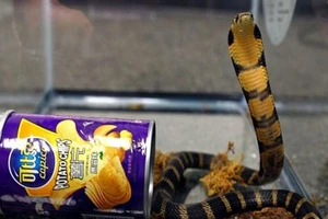 Phát hiện rắn hổ cực độc trong lon khoai tây chiên