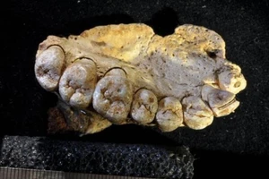 Phát hiện hóa thạch có thể viết lại lịch sử loài người