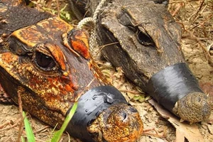 Phát hiện cá sấu màu cam sống trong hang động