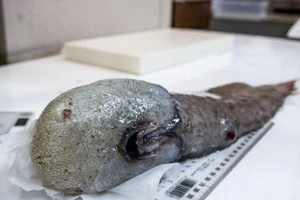 Phát hiện 5 loài sinh vật biển mới kỳ dị chưa từng thấy