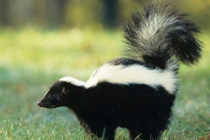 Thiêu rụi cả căn nhà chỉ để bắt... chồn hôi