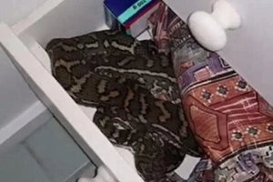 Đứng tim phát hiện trăn cuộn tròn trong phòng tắm