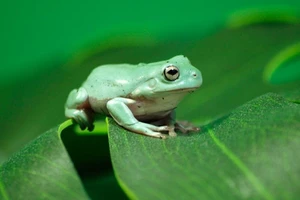 Tưởng ếch là 'tiên dược', nuốt rồi nhiễm sán 13 cm