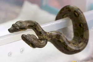 Sốc với trăn hai đầu, hai tim riêng biệt