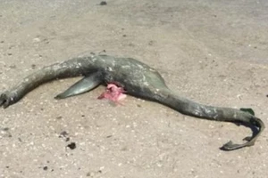 Quái vật hồ Loch Ness qua đời?
