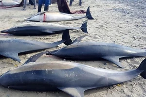 Cá heo chết hàng loạt dạt vào bờ biển