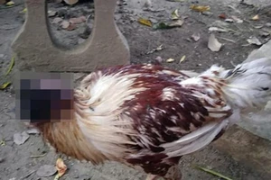 Kinh dị gà đứt đầu vẫn sống, đi lại... bình thường