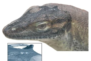 Phát hiện thằn lằn tiền sử có tới 4 mắt