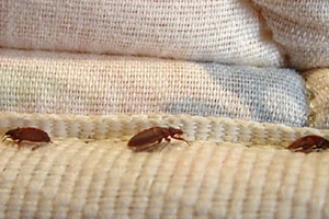 Kiện vì bị rệp cắn, được bồi thường 36 tỉ đồng