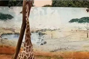 Hươu cao cổ chết vì... cổ cao