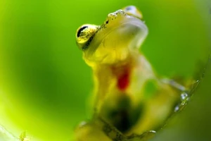 Kì lạ loài ếch trong suốt như thủy tinh
