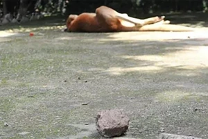 Du khách Trung Quốc ném đá làm chết kangaroo
