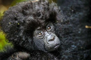 Chú khỉ con đáng yêu với mái tóc của ca sĩ nhạc rock