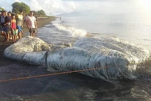 Phát hiện xác thủy quái kỳ dị ở bờ biển Philippines