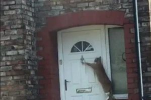 Lạ đời chú mèo biết gõ cửa trước khi vào nhà