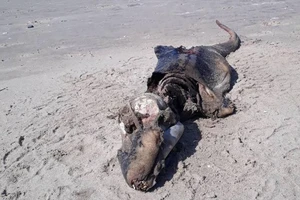 Thêm thủy quái kỳ dị dạt vào bờ biển Anh