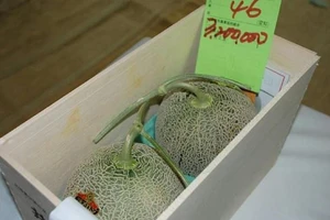 Choáng với 2 quả dưa lưới có giá 674 triệu đồng