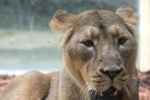 Dân hoảng loạn vì 6 con thú dữ xổng chuồng