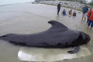 Cá voi chết ở bờ biển Thái Lan vì nuốt hơn 80 chiếc túi nylon