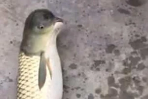 Sinh vật lạ mình cá, đầu chim gây sốt mạng xã hội