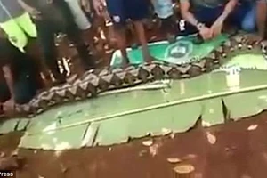 Kinh hoàng phát hiện một phụ nữ Indonesia bị trăn nuốt chửng