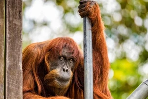 'Cụ' đười ươi thọ nhất thế giới vừa qua đời