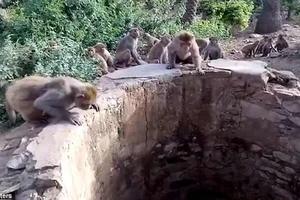 Báo rơi xuống giếng, được bầy khỉ nhanh nhẹn cứu sống