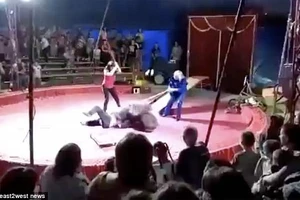 Bị ép làm xiếc, gấu nổi đóa tấn công nghệ sĩ 