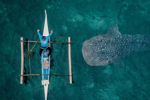 Khoảnh khắc cá mập voi bơi sát thuyền đánh cá gây sốt