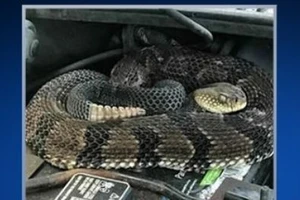 Hoảng hồn phát hiện rắn cực độc trong động cơ xe 