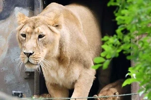 Sư tử sổng chuồng, khách tham quan tán loạn tìm nơi trốn