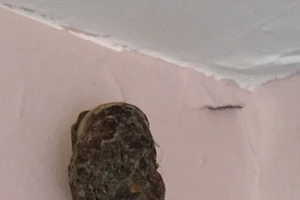 Bà mẹ đau đầu vì 'vật lạ' xuất hiện trong phòng con gái