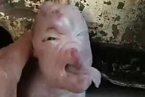 Kỳ lạ chú heo con có khuôn mặt người