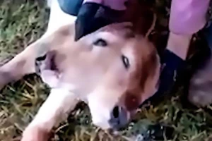 Lạ đời chú bê sinh ra với 2 đầu dính liền