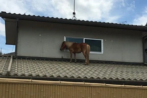 Tội nghiệp ngựa con đi lạc... lên mái nhà