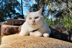 Bị dân mạng chỉ trích vì cho mèo cưng... ăn chay trường