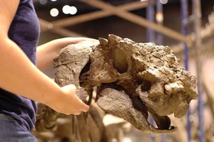 Phát hiện hóa thạch khủng long bọc thép mới