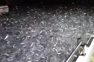 Ngoạn mục cảnh hàng ngàn con cá mòi phóng lên trên mặt nước
