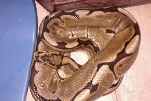 Chết khiếp vì ngủ dậy thấy trăn cả mét cuộn tròn quanh giường