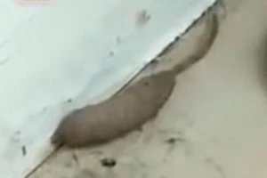 Chết khiếp khi thấy sinh vật mình giòi, đuôi chuột bò khắp nhà