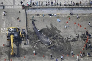 Cá voi xanh lần đầu tiên xuất hiện tại Nhật Bản