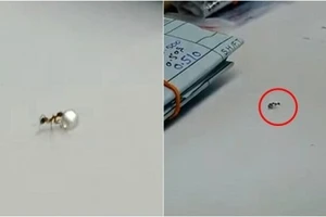 Bắt quả tang lũ kiến ăn trộm kim cương