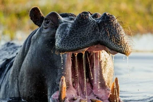 Kinh hoàng du khách Trung Quốc bị hà mã cắn chết