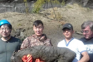 Tìm thấy hóa thạch ngựa con 40.000 năm tuổi còn nguyên vẹn