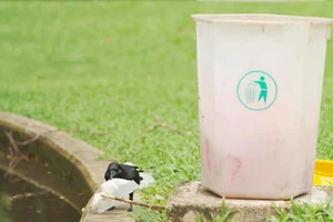 Đào tạo quạ thay người dọn rác công viên