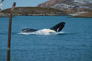 Cảm động cá voi mẹ mang theo xác con suốt 17 ngày liền