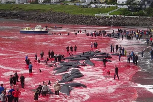 Kinh hoàng tập tục giết thịt cá voi