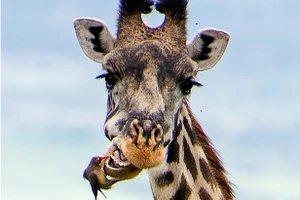 Hươu cao cổ chải răng như thế nào?