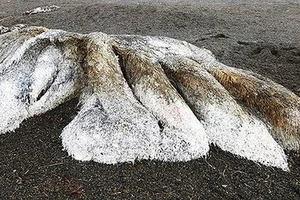Kinh hãi phát hiện 'thủy quái' đầy lông lá dạt vào bờ biển